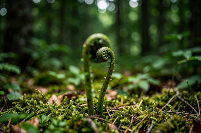 Fiddlehead