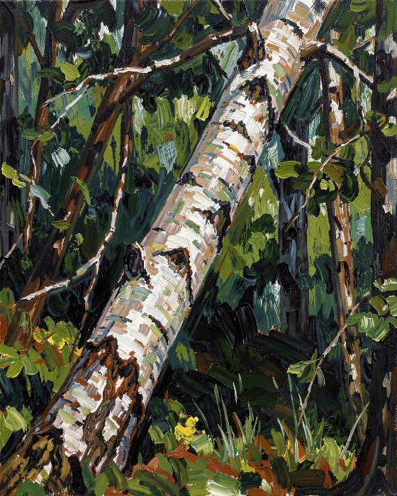 Woodland Birch