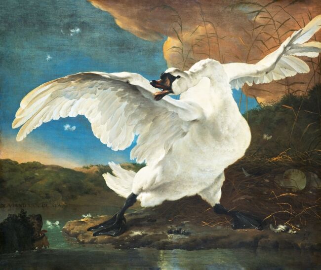 Threatened swan