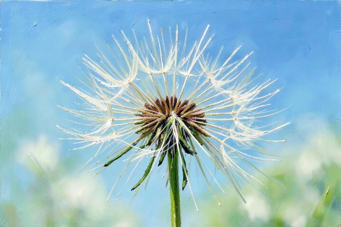 Dandelion Drift