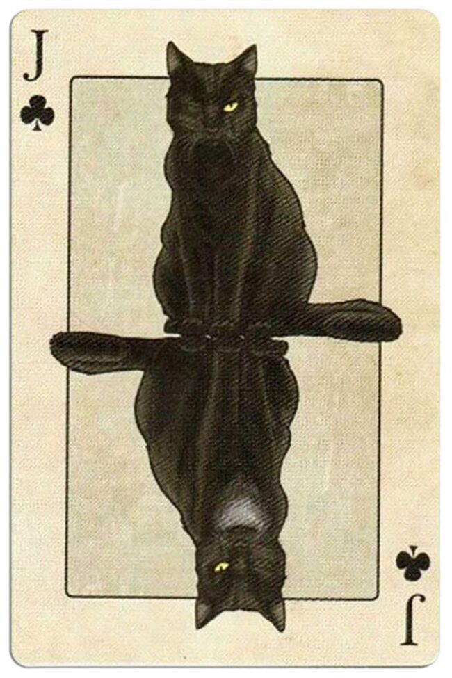 Cat Card