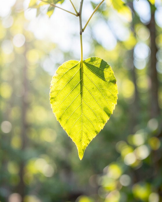 Leaf Light