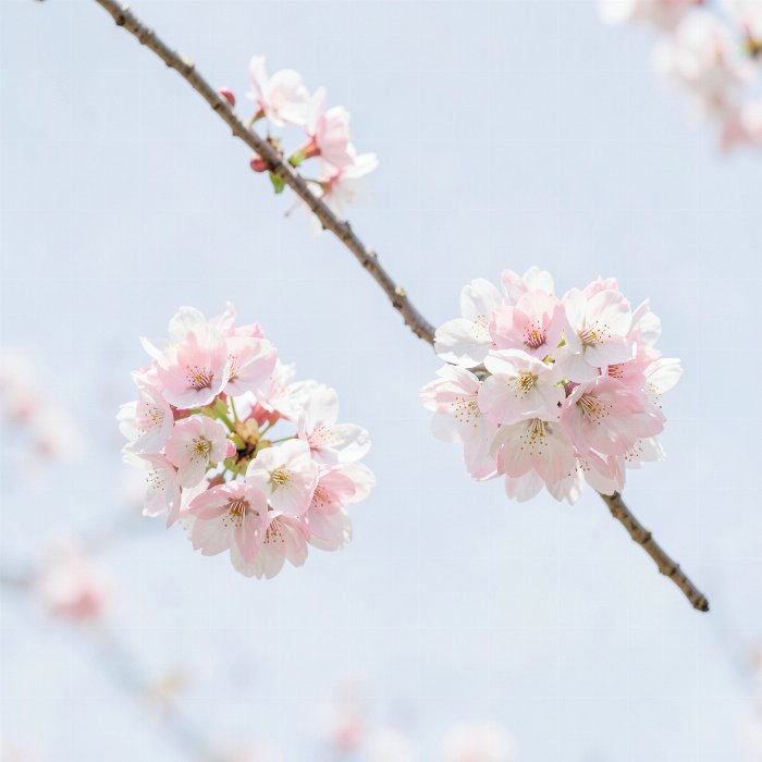 Blossom Air