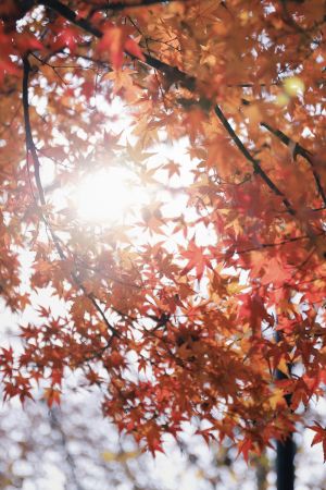 Autumns Golden Glow