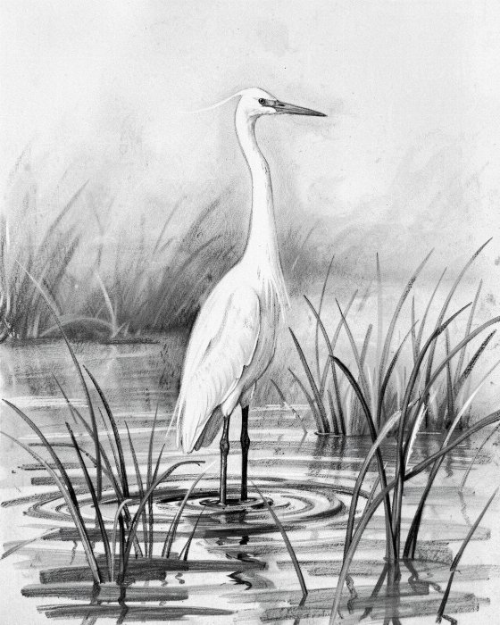 Tall Egret