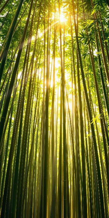 Bamboo Light