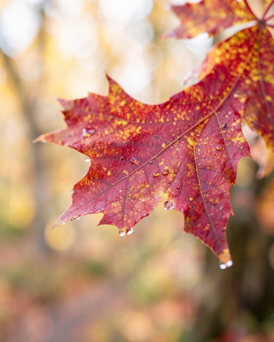 Crimson Veins