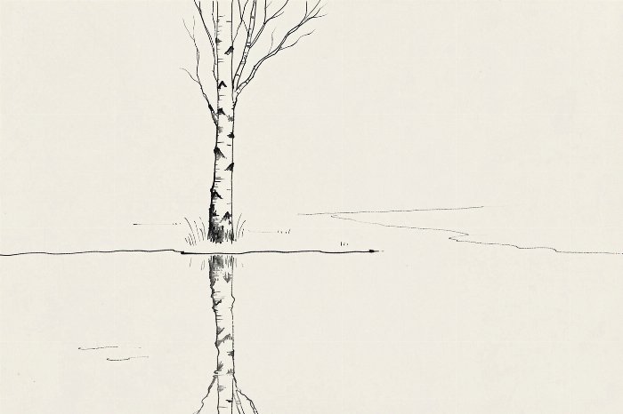 Still Birch