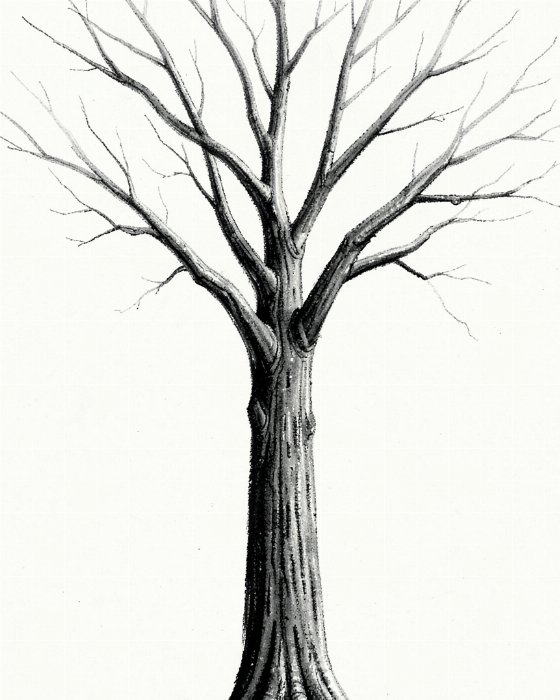 Bare Trunk