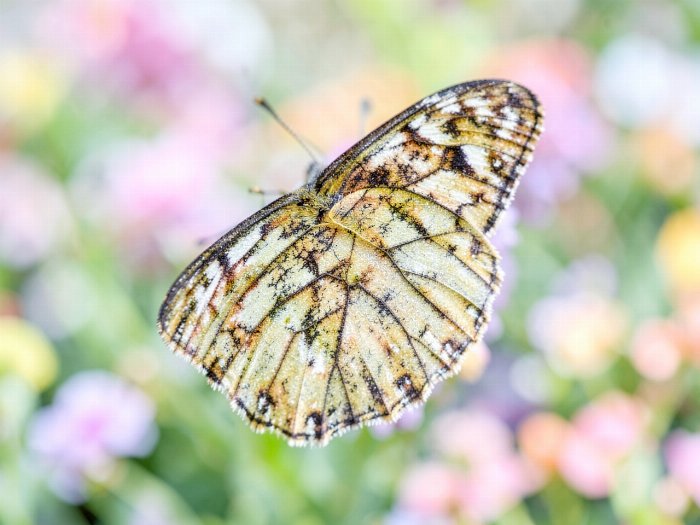 Pastel Scales II