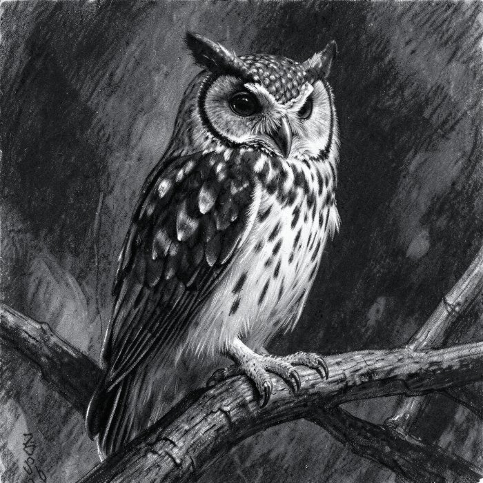 Night Watcher