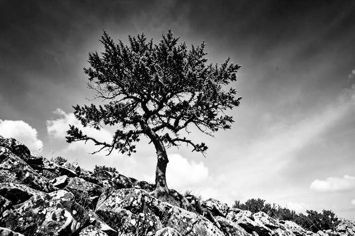 Twisted Sentinel