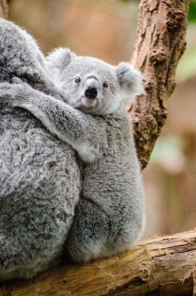 Koala On Moms Back
