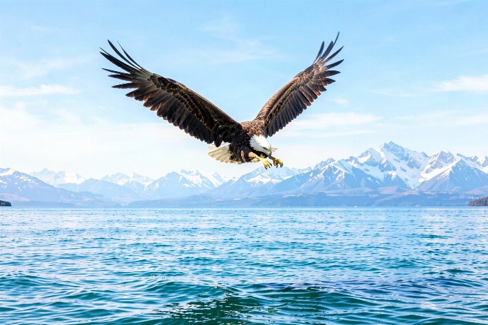 Eagle Rising