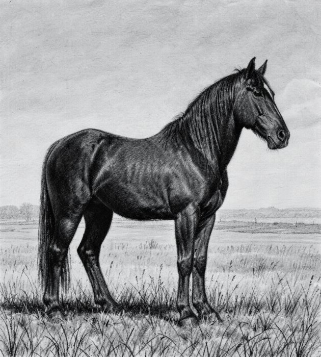 Standing Study II