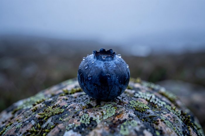 Dewberry