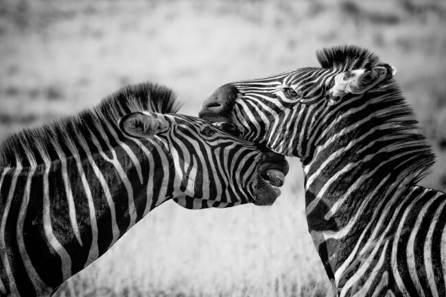 Zebra in the wild image