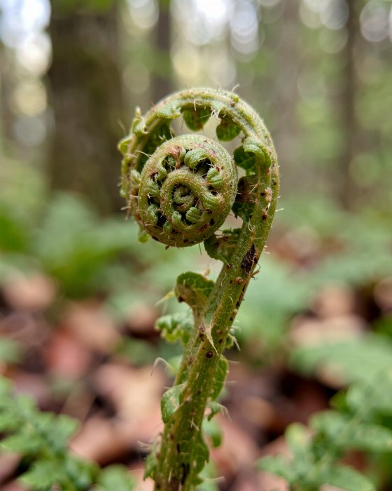 Fiddlehead Unfurling