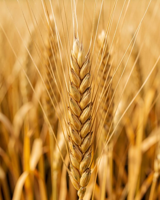 Wheat Stalk