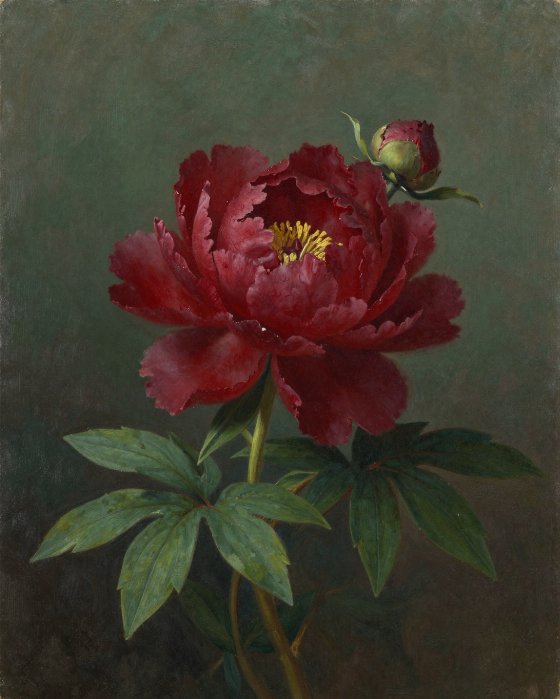 Peony In Bloom