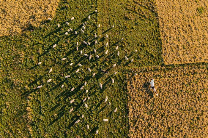 Pastoral Drift