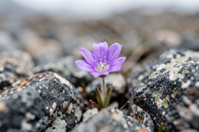 Arctic Bloom