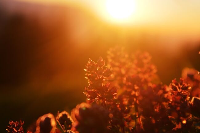 Nature at golden hour