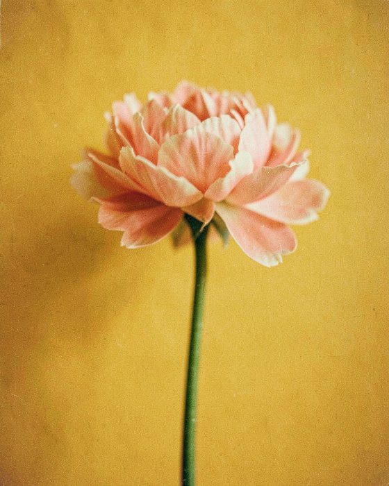 Muted Peony