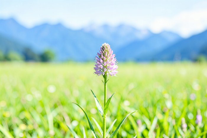 Meadow Stalk