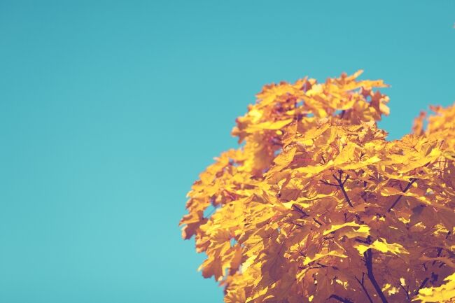 Autumn background