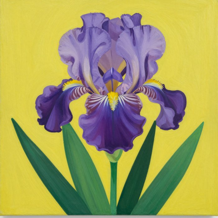 Iris Bold