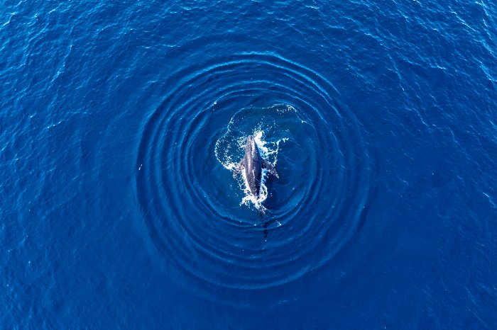 Deep Blue