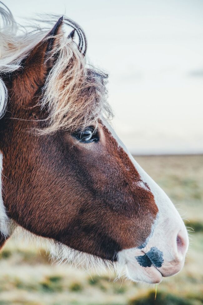 Brown and white horse head