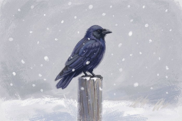 Winter Raven
