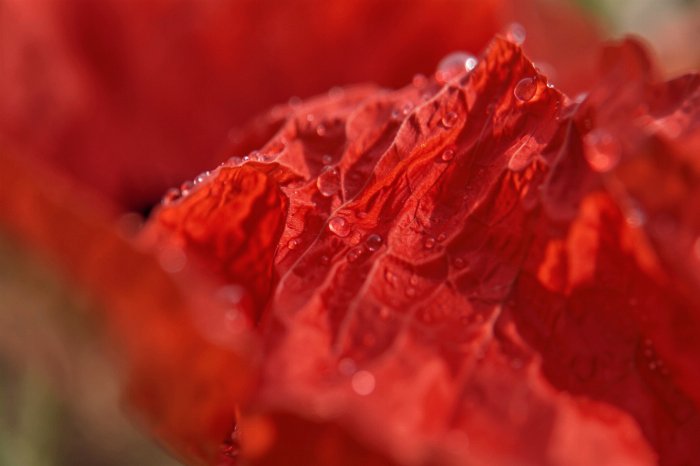 Petal Veins