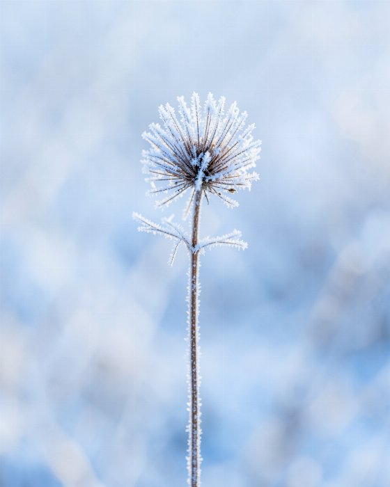Frost Seed