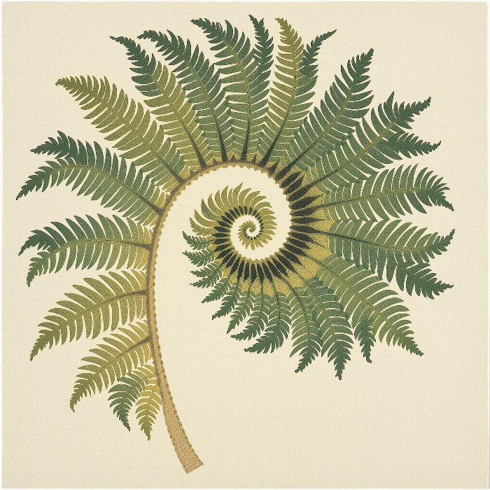 Fern Unfurl II