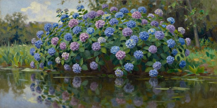 Pondside Hydrangea