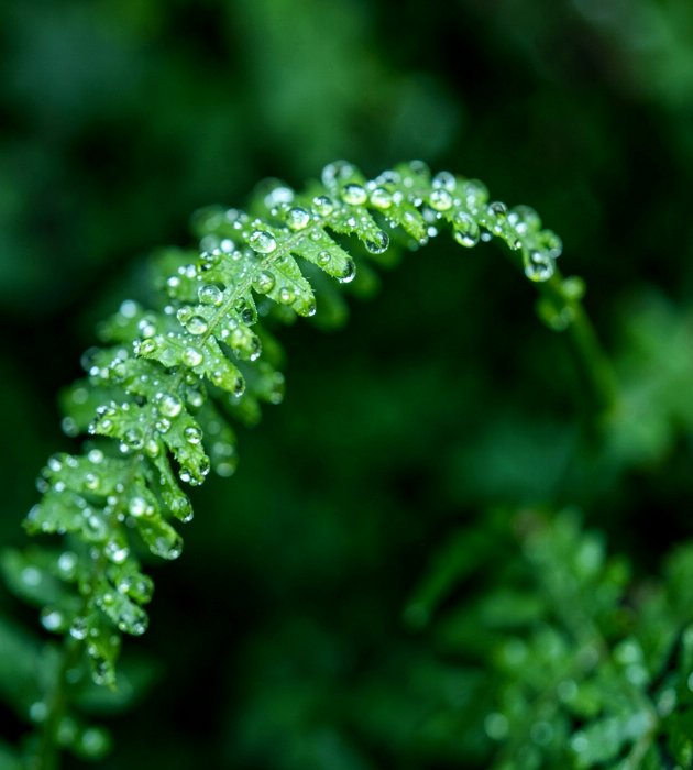 Fern Dew II