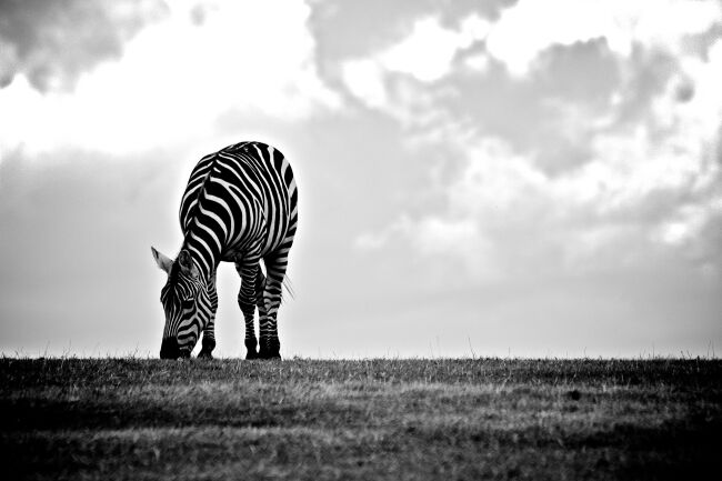 zebra grazing