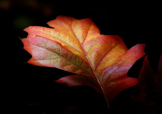 Autumn Hues