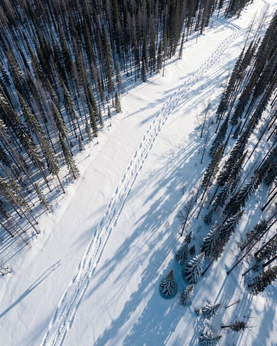 Tracks
