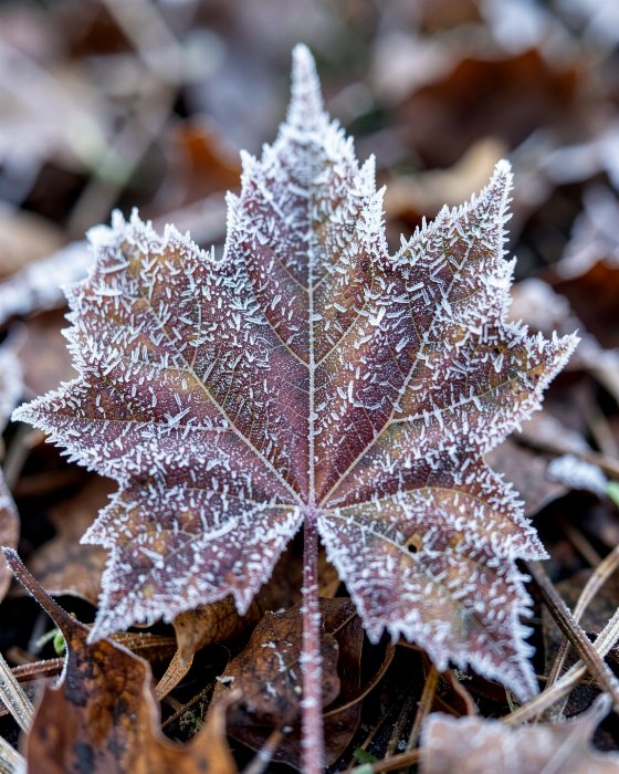 Frosted Maple