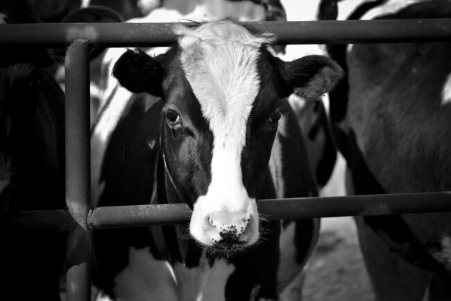 Dairy cow at a farm
