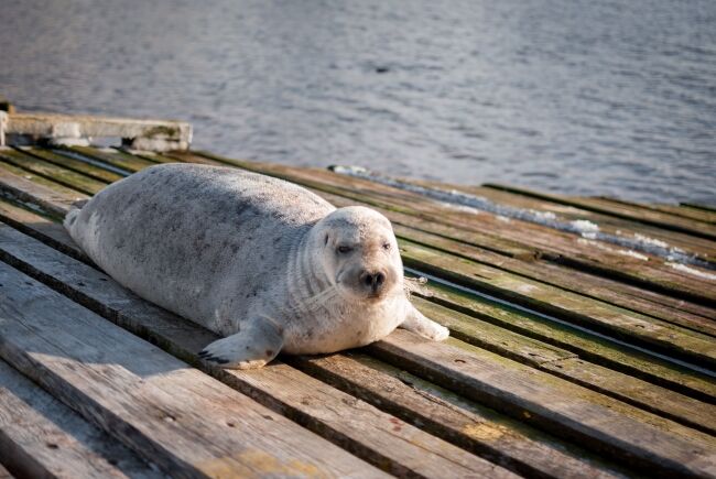 Seal Pup