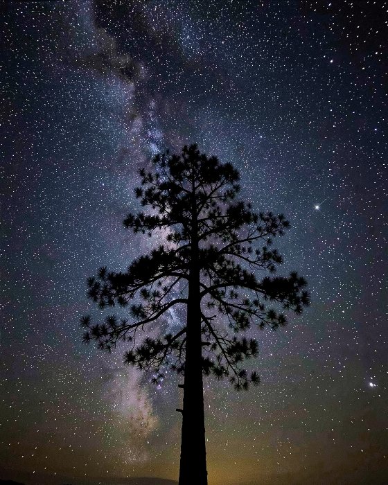 Starlit Pine