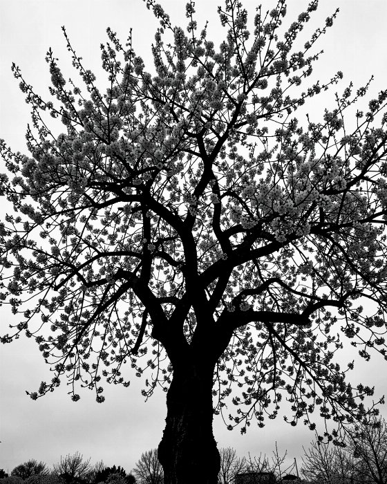 Cherry Silhouette
