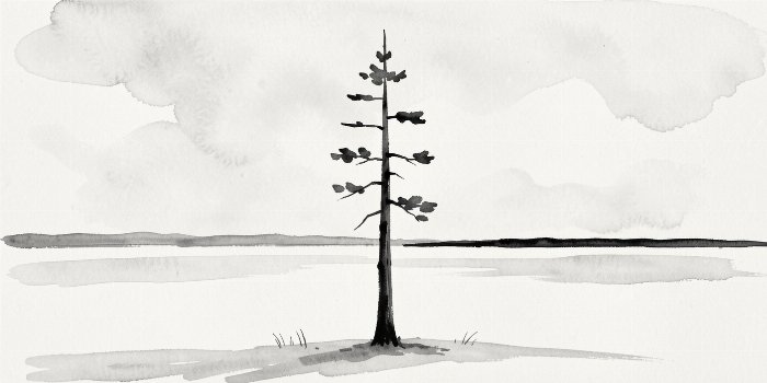 Still Pine