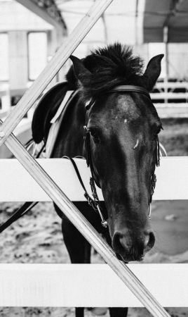 Captivating Captive Equine