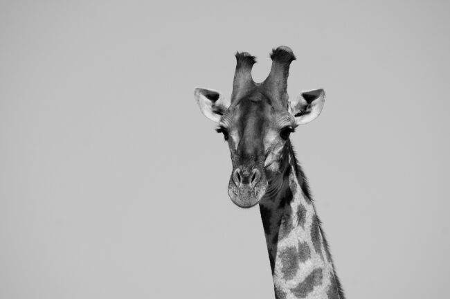 Giraffe black and white image